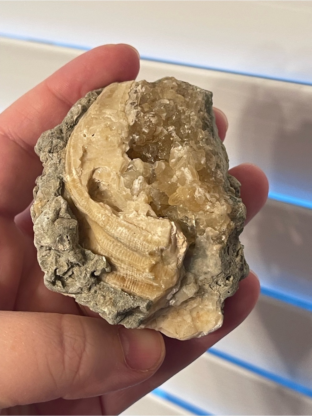 Fossilized clam shell with calcite from Florida